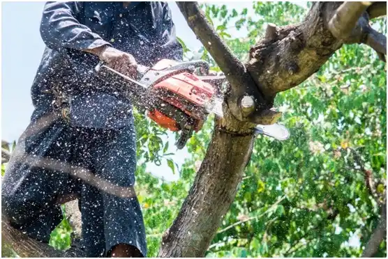 tree services Star Valley Ranch